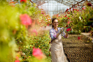 Wall Mural - Young woman working with spring flowers in the greenhouse