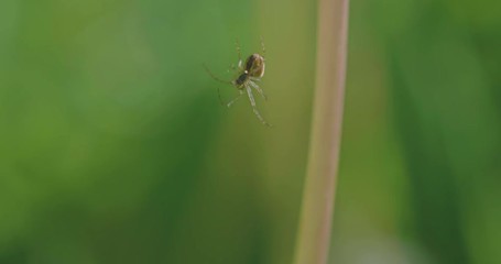 close up view of small spider working on the net