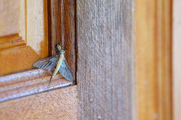 little spider hunts a bigger insect victim on the door.