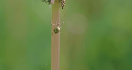 close up view of small spider working on the net