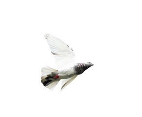 Wall Mural - Pigeon flying isolated on white background