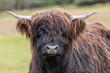 Porträt eines braunen Hochlandrinds - Schottland