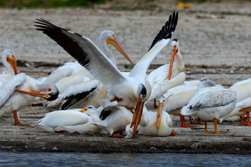 Poster - Duel in colony American white pelicans