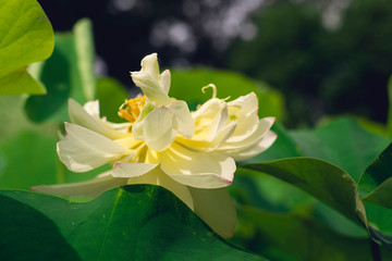 blooming sacred lotus flower. 