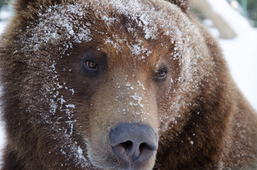 brown bear in winter