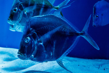 Selene Fish, or Selene Vomer