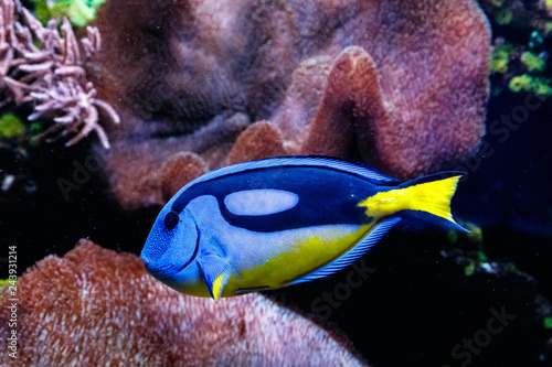 Fotografie, Tablou Fish Royal Blue Surgeon - Paracanthurus hepatus