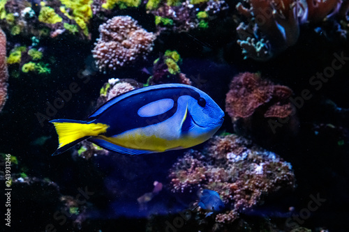 Fotografie, Tablou Fish Royal Blue Surgeon - Paracanthurus hepatus