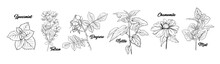 Tea Herbs Botany Plants Engraving Set. Sketch Isolated Hand Drawn Contour Illustration Of Stinning Daisy Or Chamomile Flower. Dogrose, Mint, Tutsan Herb. Herbal Medicine Nettle. Aromatherapy On White