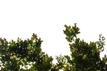 Tropical tree leaves with branches on white isolated background for green foliage backdrop 