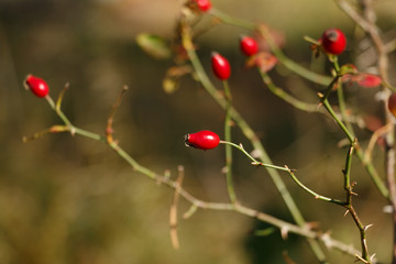 Wall Mural - Wild rose hips (or rose haw or rose hep) close up on a branch with almost no leaves. Autumn theme. Soft focus. Blurred background. Nature background.