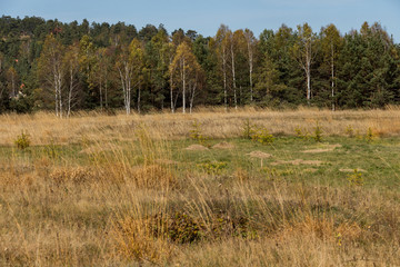 Wall Mural - Autumn mountain scenery. Low green grass, high yellow grass in the foreground. Forest woods in the background. Nature landscape.