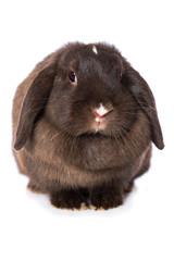 Wall Mural - Brown dwarf rabbit isolated on white background