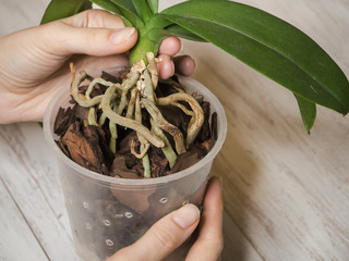 Aerial roots of orchids close-up on the surface of the ground. Healthy roots of orchids.
