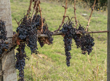 Grapes Dry And Dehydrate On The Vine After Harvest - Vineyard Life In Italy