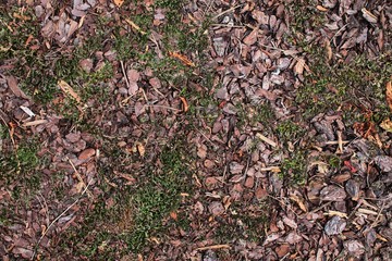 Wall Mural - Close up high resolution surface of forest ground with nuts and moss