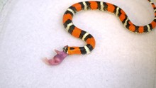 Tricolor Hognose Snake Starting To Swallow Pinky Mouse It Is Eating As The Rear Teeth Pull It Into His Mouth.