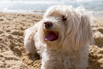  funny lapdog resting on the coast on a hot day, portrait
