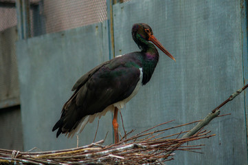 bird portrait