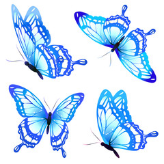 beautiful blue butterflies, isolated  on a white