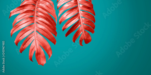 living-coral-philodendron-leaves-on-blue-background-minimal-summer