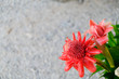 Beautiful Etlingera elatior.Dala Flower, red flower, Torch ginger or flower is blooming in the garden.