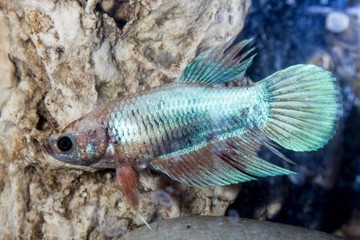 Wall Mural - aquarium fish rooster