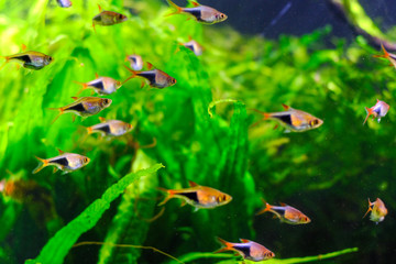aquarium  fishes in dark deep blue water.
