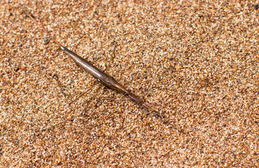 insects