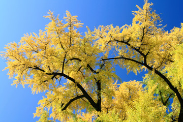 Canvas Print - Ginko