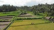 4K aerial flying video of young couple meeting on the rice fields close to volcano Agung, Bali island.