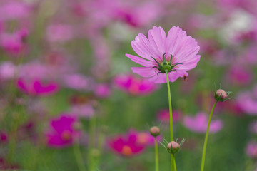 Wall Mural - Cosmos flowers  in the garden