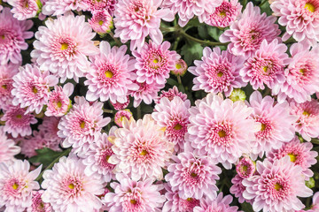 beautiful chrysanthemum flowers background top view