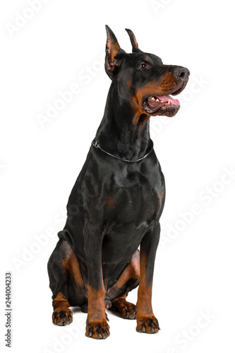 Doberman isolated on white background Tableau sur Toile