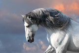 Fototapeta Konie - Andalusian horse with long mane run gallop close up