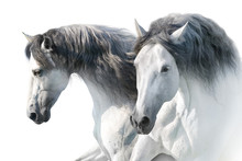 Two White Andalusian Horse Portrait On White Background. High Key Image