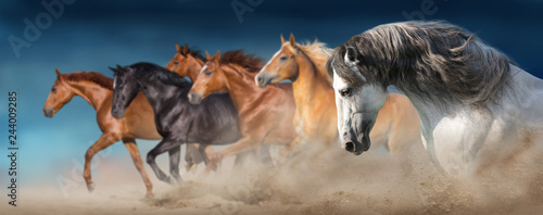 Dekoracja na wymiar  stado-koni-biegnie-galopem-w-pustynnym-pyle