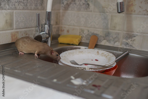 Fotografía the rat eats the rest of the food from dirty dishes and kitchen utensils in the home kitchen