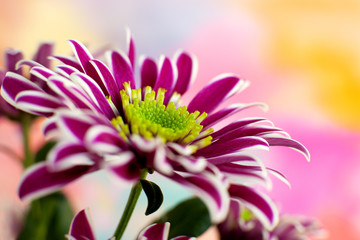 Wall Mural - Spray chrysanthemum on a colorful background. Macro. Chrysanthemum for spring and summer design. Flowers on a colorful background.