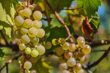 Bunch of white grapes in the vineyard, Zielona Góra, Lubusz Voivodship, Poland