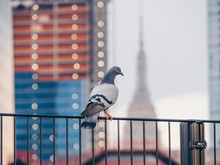 Dove On The Background Of Skyscrapers