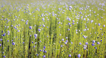 Sticker - Blue blossoming Common Flax plants from close