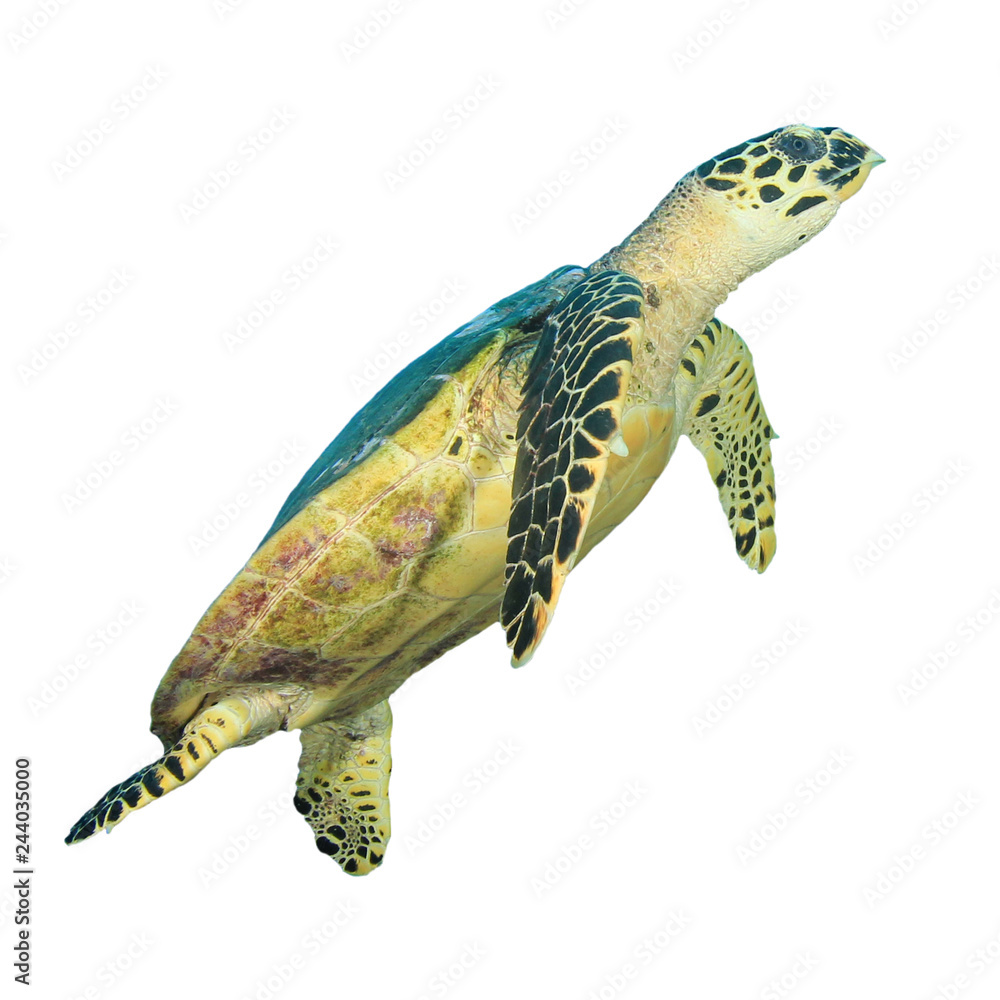 Hawksbill Sea Turtle isolated on white background 