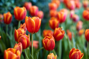 Wall Mural - Orange tulip flowers in the garden.Solf focus for background