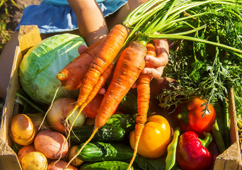 homemade vegetables in the garden. Selective focus.