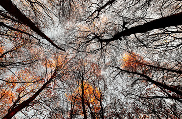 Low angle view of colourful tree canopies on an autumn day