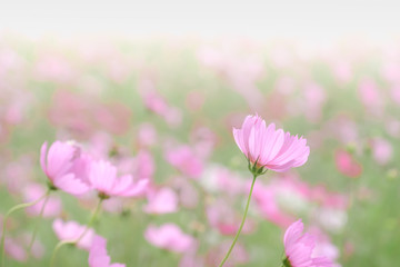 Pink cosmos flowers with in natural Cosmos field. Freshness and background concept.