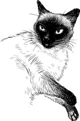 A sketch of a siamese cat