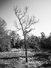  Tree by Creek Flowing B&W
