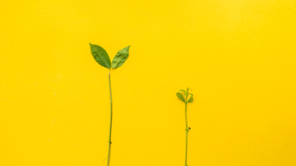 Wall Mural -  small leaves on yellow background